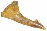 Fossil Sawfish (Onchopristis) Rostral Barb - Morocco #366695-1